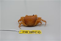 藏品(黃灰澤蟹)的圖片